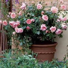 How To Plant And Care For Rose Bushes Container Roses Rose Bush Care Planting Roses