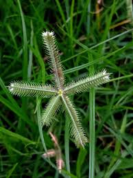 Image result for Dactyloctenium geminatum