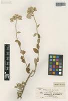 Image result for Helichrysum schimperi