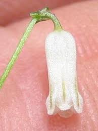 Image result for Litanthus pusillus