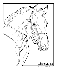 Realistic horse drawing to color. Horse Head Coloring Page Woo Jr Kids Activities Children S Publishing