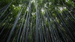 Here you can find the best 4k nature wallpapers uploaded by our community. Nature Bamboo Tree Forest Wallpapers For Uhd 4k Dsiplay 3840x2160
