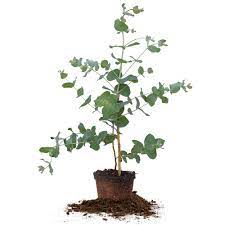 The most popular foliage for fresh, dried, or preserved use for large bunches and decorating. Silver Dollar Eucalyptus Tree For Sale Buy Eucalyptus Plant Perfect Plants