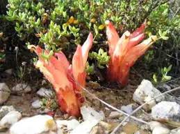 Image result for Hydnoraceae