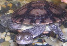 Snake Neck Turtle Care Sheet Males And Females Grow To Approximately 20 To 25cm Are Identical Making Sexing Of These Guy Turtle Care Cute Snake Turtle Tank