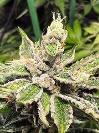 Learn effects, flavors, terpenes, the lineage and growing. Mamacita S Cookies Feminized Ministry Of Cannabis Strain Info Growdiaries
