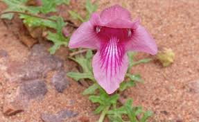Image result for Dicerocaryum senecioides