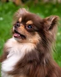 5 Most Amazing Hybrid Breeds Chihuahua Chihuahua Puppies Chihuahua Dogs