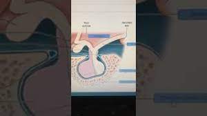 Many muscles cross the glenohumeral joint. Drag The Labels Onto The Diagram To Identify Structures Cute766