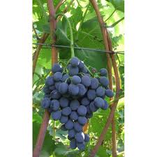 Tăieri de formare tăierea viţei de vie pentru fructificare in viticultură, in scopul obţinerii unor recolte stabile şi calitative şi pentru limitarea polarităţii longitudinale, există următoarele metode de tăiere Vita De Vie Moldova Semino Ro