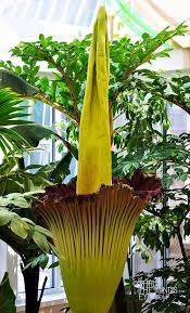 Dina Eiken Corpse Flower Flowers Open Flower
