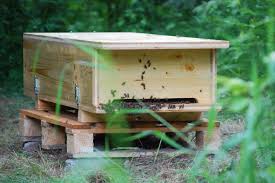 Bienenkiste Selber Bauen Heimat Fur Die Wichtigsten Tiere Bienenbeute Bienenkiste Bienenzucht Im Garten