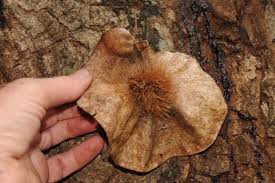 Image result for Otiophora pycnostachys