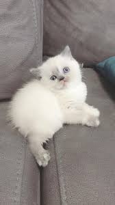 Satilik Kedi Ilanlari Ve Fiyatlari Kedi Sahiplendirme Ilanlari