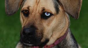 Unless they receive appropriate mental stimulation throughout the day, they are more what's the price of boxer shepherd puppies? German Shepherd Boxer Mix Boxer Shepherd Breed Information