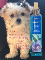 We'll ask you about your ideal pooch, scour our network for the top breeders, and help you connect with our top picks to help you find your. Www Ohpuppylove Com Dog Breeds Morkie Shorkie Maltipoo Poodle Mix Maltipoos For Sale Maltipoo For Sale Maltipoo Puppies For Adoption Maltese Poodle Puppies Maltipoo Puppies For Sale Teacup Maltipoo Puppies For Sale Morkie Puppies For Sale In New