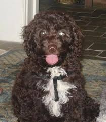 Chocolate mini labradoodle puppies for sale. Petite Labradoodle Dog Breed Information And Pictures