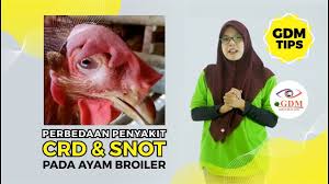 Daftar nama obat dagang yang mengandung psikotropika. Kenali Gejala Serta Cara Mengobati Ayam Ngorok Yang Terbukti Ampuh