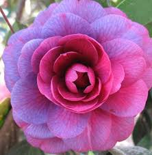 Pin On Flower Pictures
