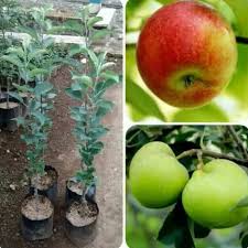 Check spelling or type a new query. Fprt Paket 10 Bibit Tanaman Buah Apel Ana Bagus Shopee Indonesia