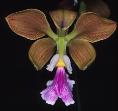 Image result for Eggelingia ligulifolia