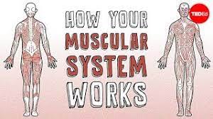Check spelling or type a new query. Bones And Muscles Theschoolrun