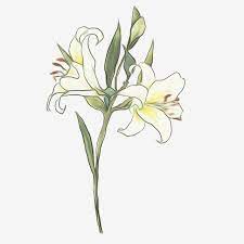 Lily Flowers White Flowers Png Transparent Clipart Image And Psd File For Free Download White Lily Flower Flower Illustration White Flower Background