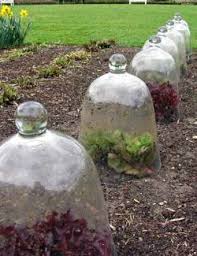 How to cover your garden for frost. Protect Your Plants From Frost Damage Garden Outdoor Lifestyle