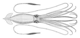 Les grandes pieuvres à rayures du pacifique sont très grégaires, phénomène inhabituel chez les poulpes. Calmar Geant Wikipedia