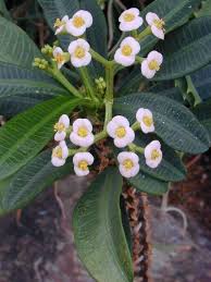Image result for Euphorbia ramulosa