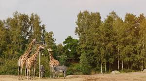 Bezoek de website van dit uitje voor informatie over de actuele openingstijden en de maatregelen die dit uitje treft rondom het coronavirus. Safaripark Beekse Bergen Uitjeskrant Nl