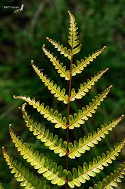 Image result for Pteris friesii