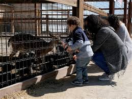 Visit website for more information. Enjoy One Of A Kind Encounters At Region S Private Zoos Drive Thru Safaris The Blade