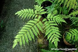 Image result for Pteris burtonii