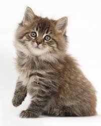 Eurocoons maine coon cattery owner, olga, with our first male kitten, charles. Pin Auf The Cat S Whiskers