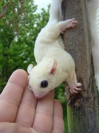 Mosaic Sugar Glider Outbackgliders