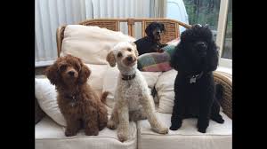 Check spelling or type a new query. Our Miniature Poodle Video Clip Reel Featuring Felix Mabel And Blossom Youtube