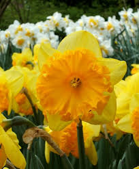 Narcissus Ferris Wheel A Sunproof Cross Of N Jules Verne And Wild Carnival This Substantive Hybrid Has Fragrant 4 1 2 Bulb Flowers Narcissus Flower Narcissus