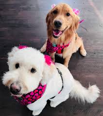 Beautiful photo Daisy Campbell aka Amelia and Mandy aka Lisa Riley  🩷💐🩷💐🩷💐🩷💐