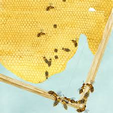 Well, this one takes the prize. Backyard Beekeeping Everything You Need To Know To Start Your First Hive Burns David Burns Sheri 9781647395148 Amazon Com Books