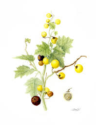 Image result for Solanum aculeatissimum