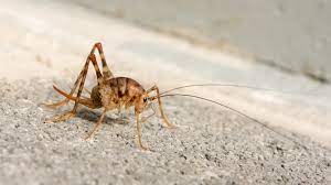 Adulterate the liquid with a glass full of water. Spider Cricket Control How To Get Rid Of Spider Crickets Pest Samurai