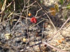Image result for Grewia falcistipula