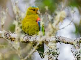 Image result for Indigofera paracapitata