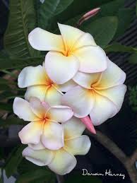 Darwin Harney Frangipani Flowers Plumeria