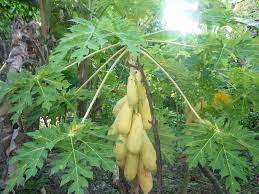 Gambar lucu emang selalu bisa jadi mood booster, apalagi kalau dibagikan di grup wa. 23 Khasiat Dan Kelebihan Buah Betik Yang Perlu Anda Tahu