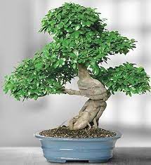At Only 700 This 30 Year Grafted Ficus Bonsai Tree Has Been Trained To Perfection Bonsai Tree Bonsai Plants Bonsai