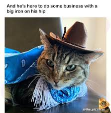 Cat, crying cat, cowboy cat, cowboy hat cat. Pin On The Original Pizza Cat Memes Funny Cat Photos