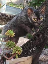 All my opinions were @wolfcat's , but now belong to #wolfcatcubs and do not represent my employer. Lykoi Wikipedia
