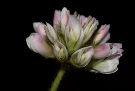 Image result for Trifolium semipilosum